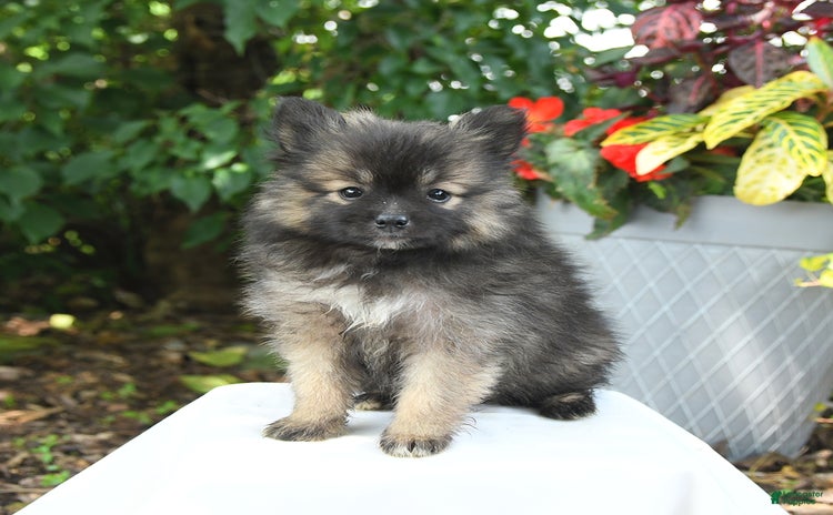 Pomeranian dogs for sale - Ad 1