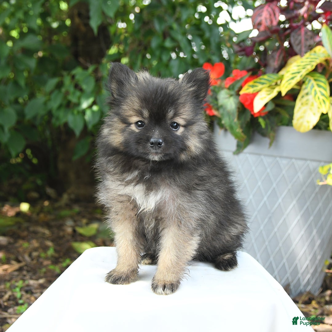Pomeranian dogs for sale: Cooper - Image 1