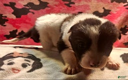 Border Collie dogs for sale: Fasti - Image 30