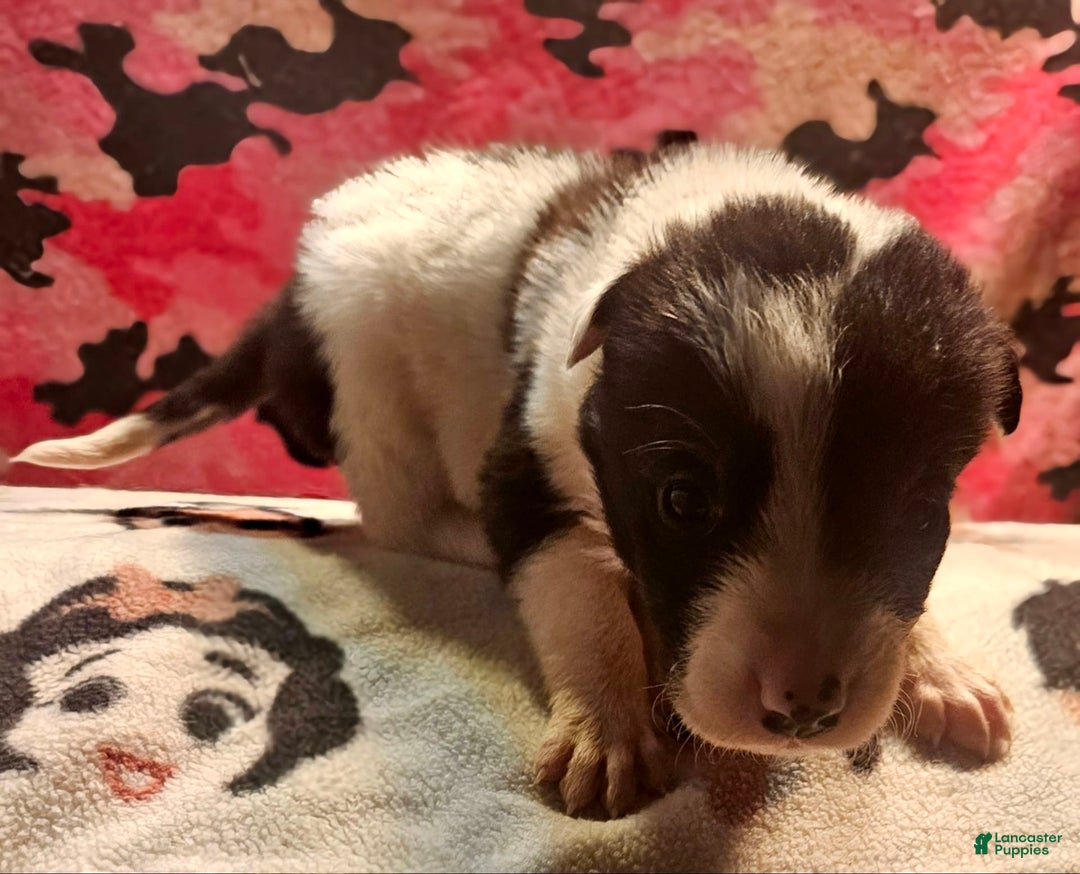 Border Collie dogs for sale: Fasti - Image 30