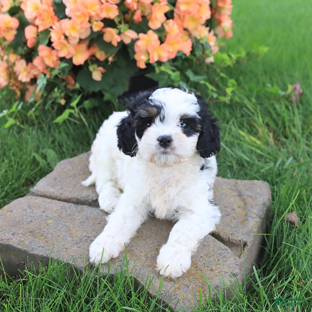 Cavapoo dogs for sale: Candy - Image 4