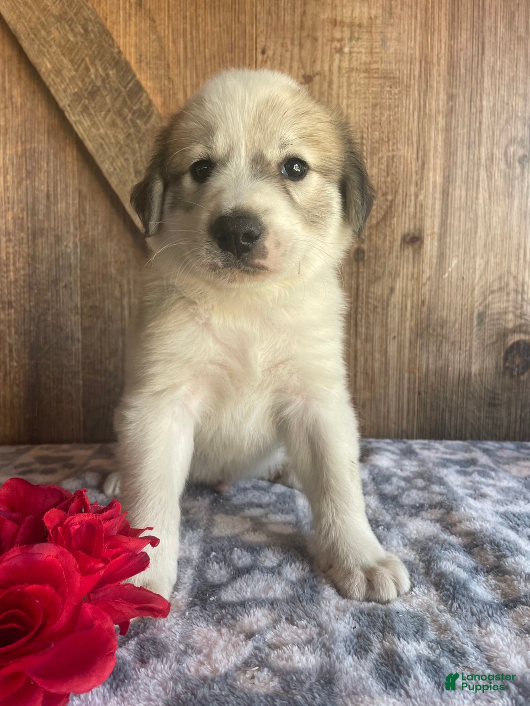 Great Pyrenees dogs for sale: Zeus - Image 1