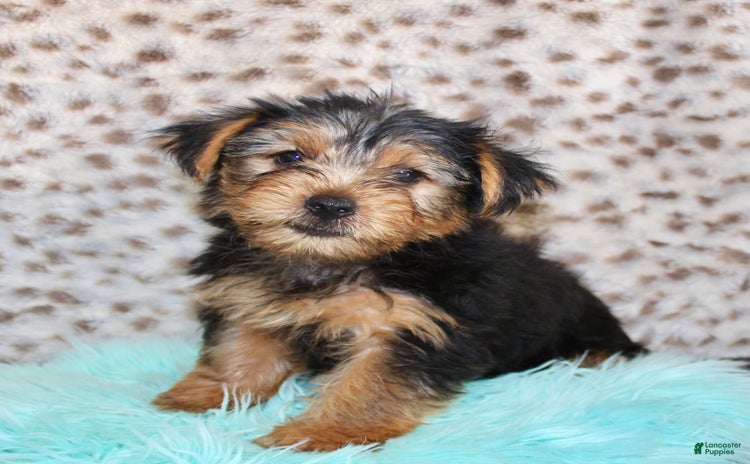 Yorkshire Terrier dogs for sale - Ad 2