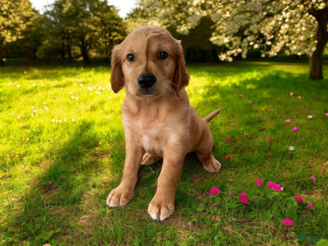 Golden Retriever dogs for sale: Rufus - Image 1