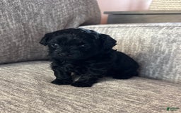 Shihpoo dogs for sale: Teacup Katie - Image 4