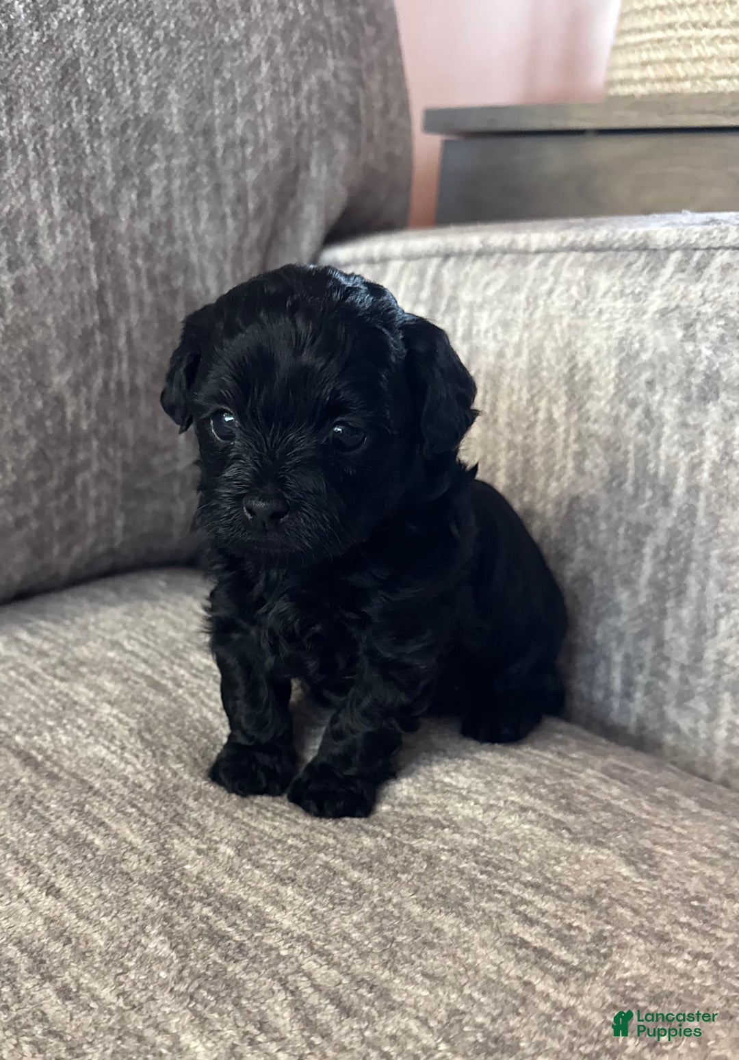 Shihpoo dogs for sale: Teacup Katie - Image 4