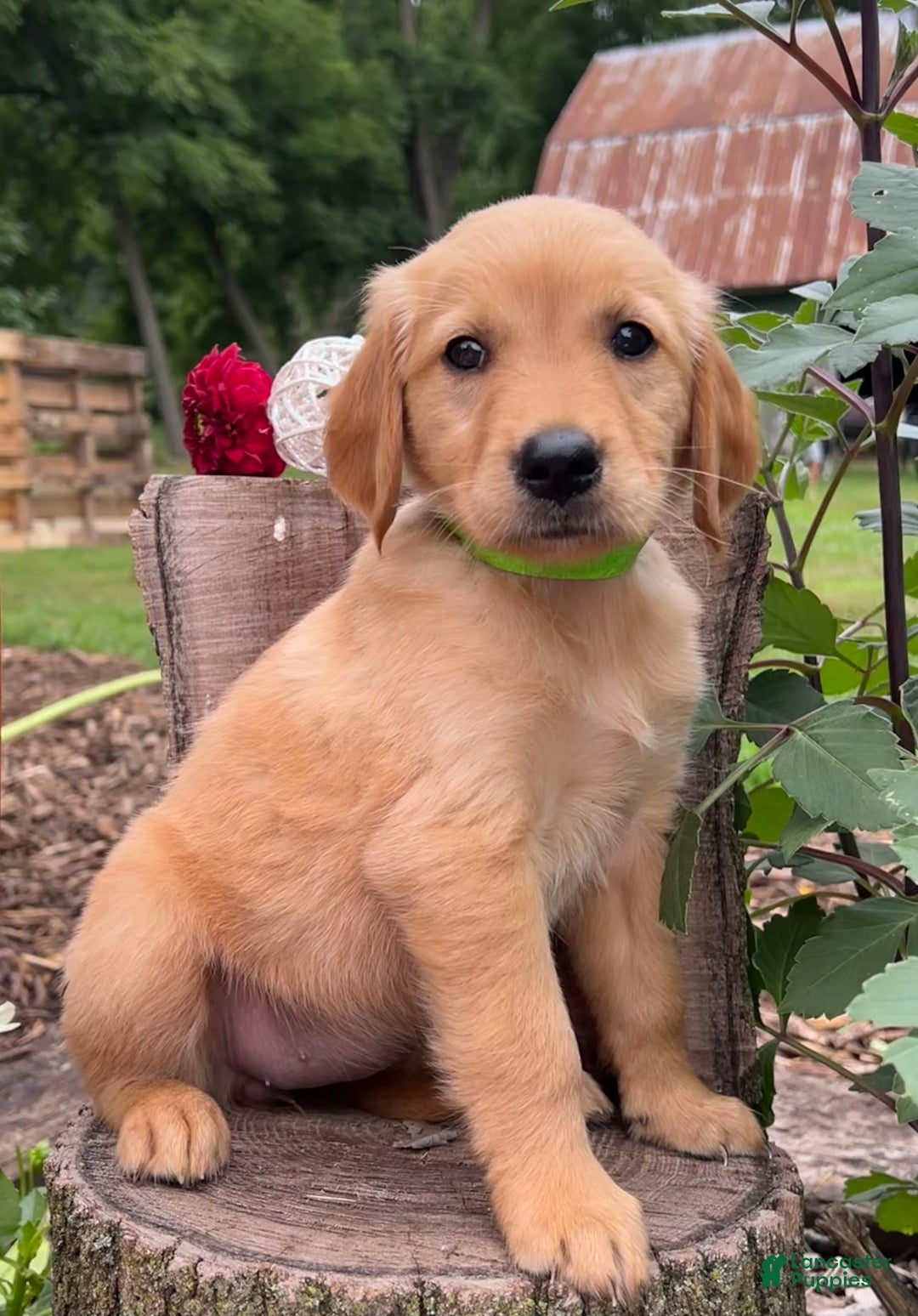 Golden Retriever dogs for sale: Golden Retriever 7 puppies - Image 14