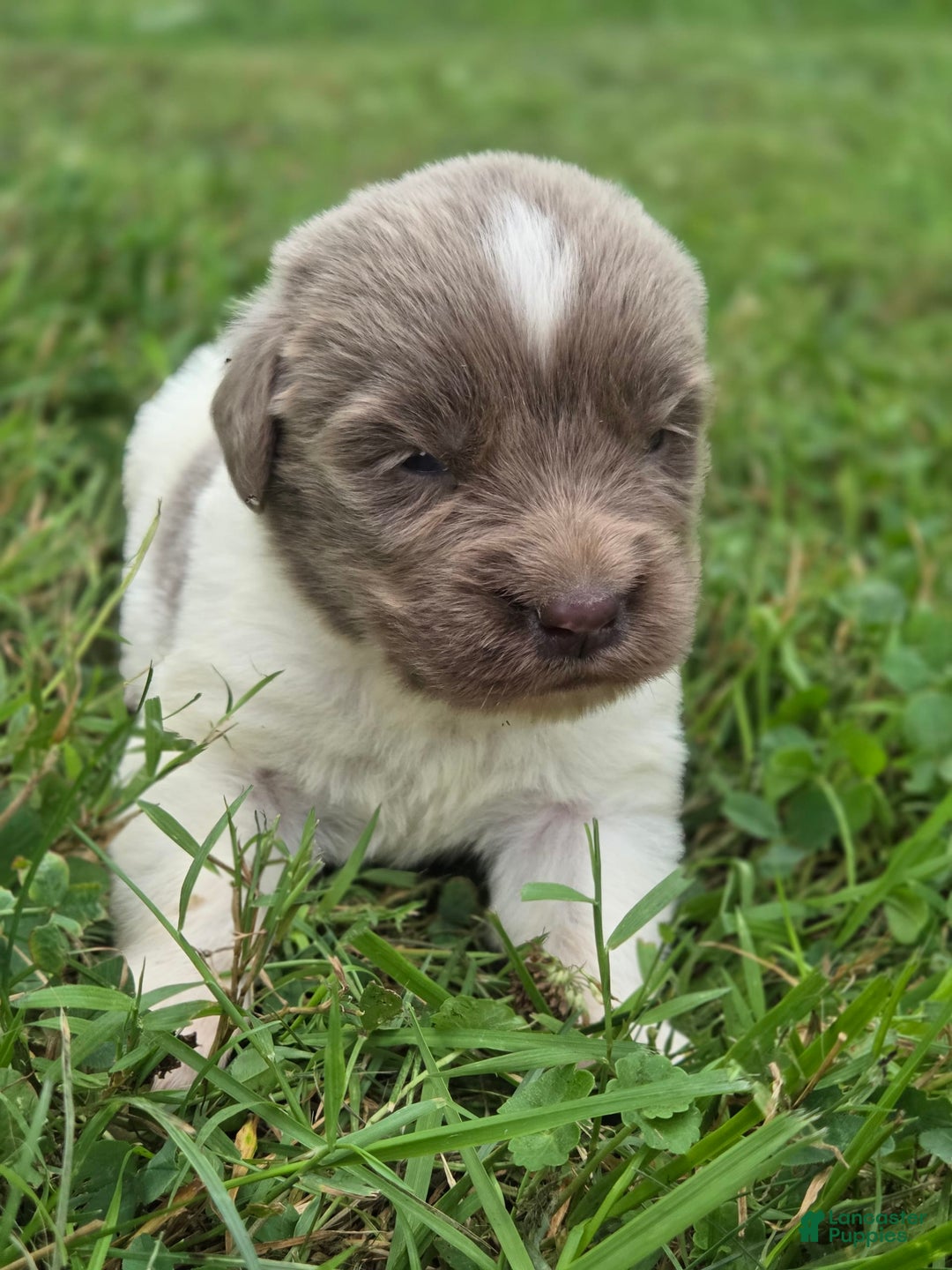 Newfoundland dogs for sale: Rosie - Image 6