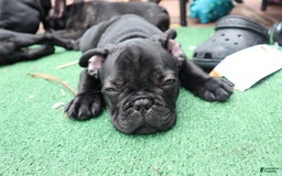 French Bulldog dogs for sale: Ty - Image 2