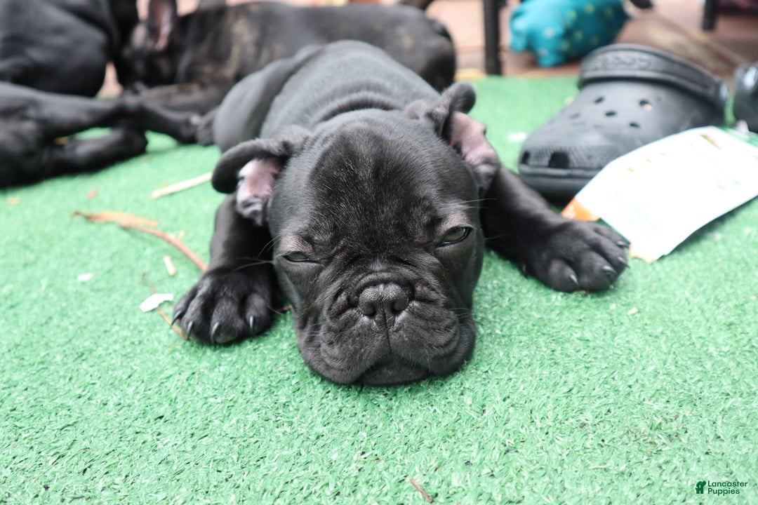 French Bulldog dogs for sale: Ty - Image 2