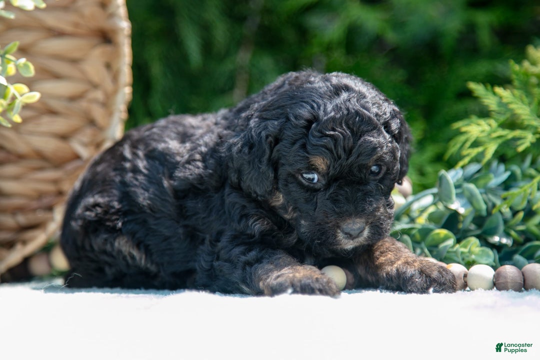 Mini Bernedoodle dogs for sale: Kiki - Image 5