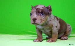 American Bully dogs for sale: Chocolate Tri Merle Female - Image 1
