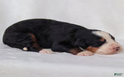 Mini Bernedoodle dogs for sale: Milo - Image 5
