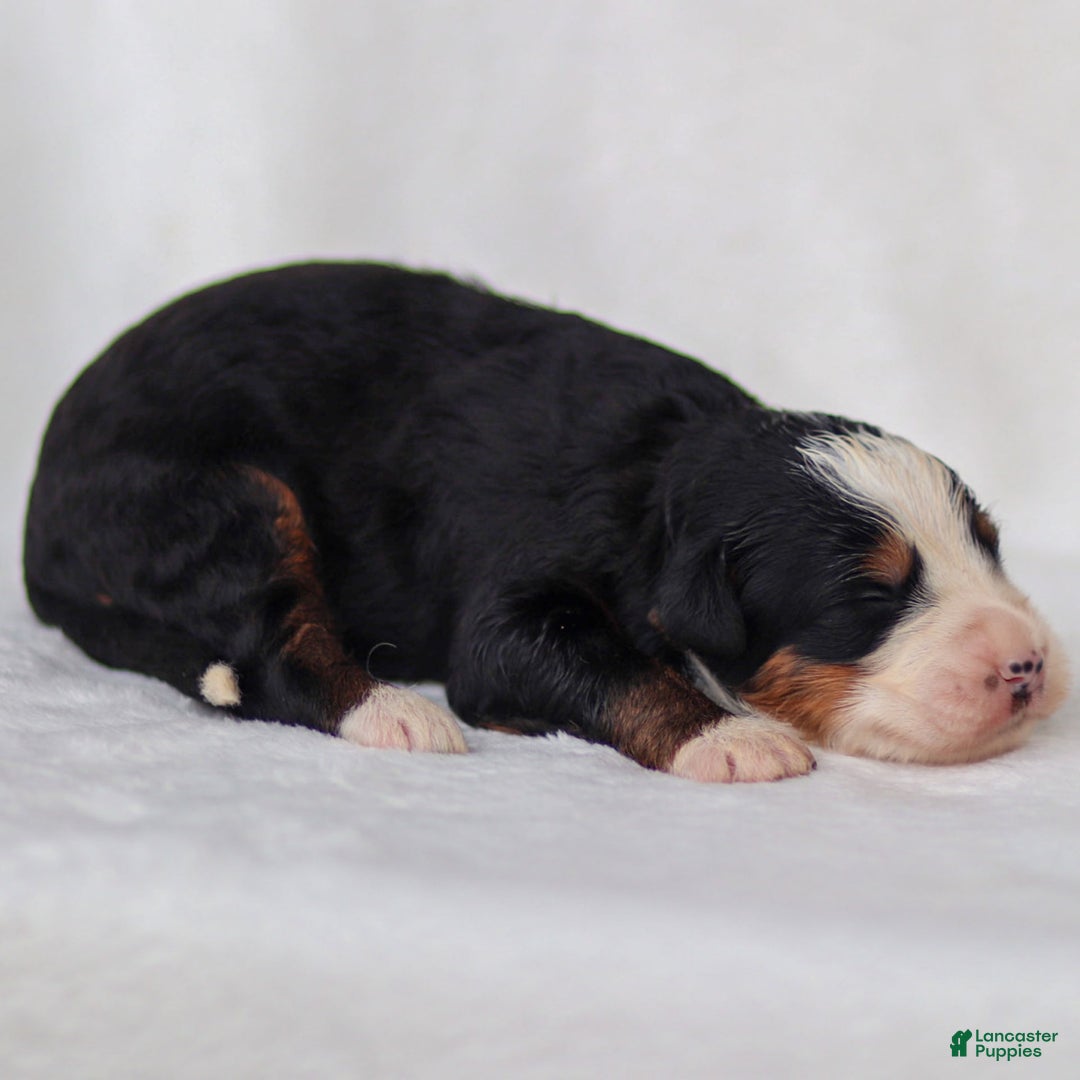 Mini Bernedoodle dogs for sale: Milo - Image 5