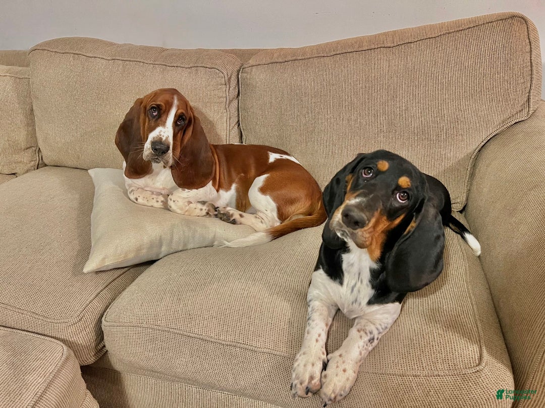 Basset Hound dogs for sale: Ruby - Image 6