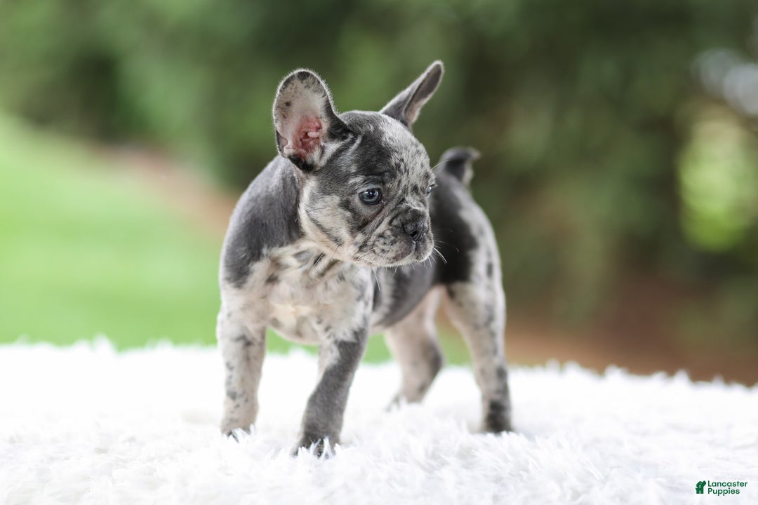 French Bulldog dogs for sale: Venus - Image 5