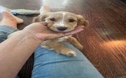 Dachshund dogs for sale: Sandy - Image 2