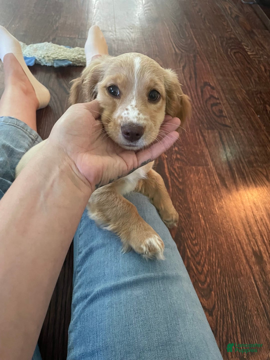 Dachshund dogs for sale: Sandy - Image 2