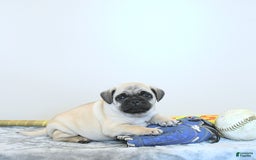 Jug dogs for sale: Cody - Image 4