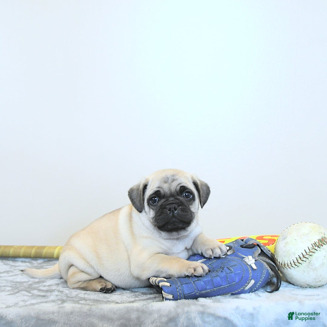 Jug dogs for sale: Cody - Image 4