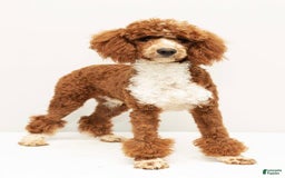 Mini Goldendoodle dogs for sale: Clementine - Image 6