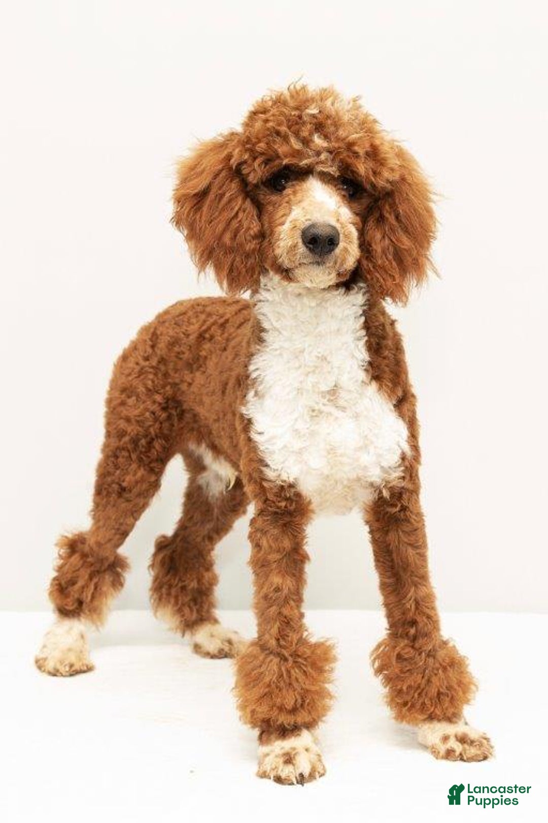 Mini Goldendoodle dogs for sale: Clementine - Image 6