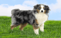 Miniature Australian Shepherd dogs for sale: Eisenhower - Image 26