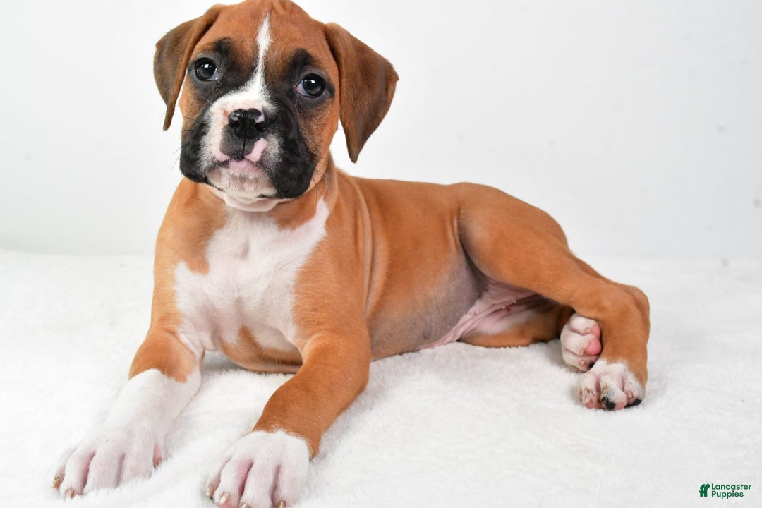 Boxer dogs for sale: Lucy - Image 1