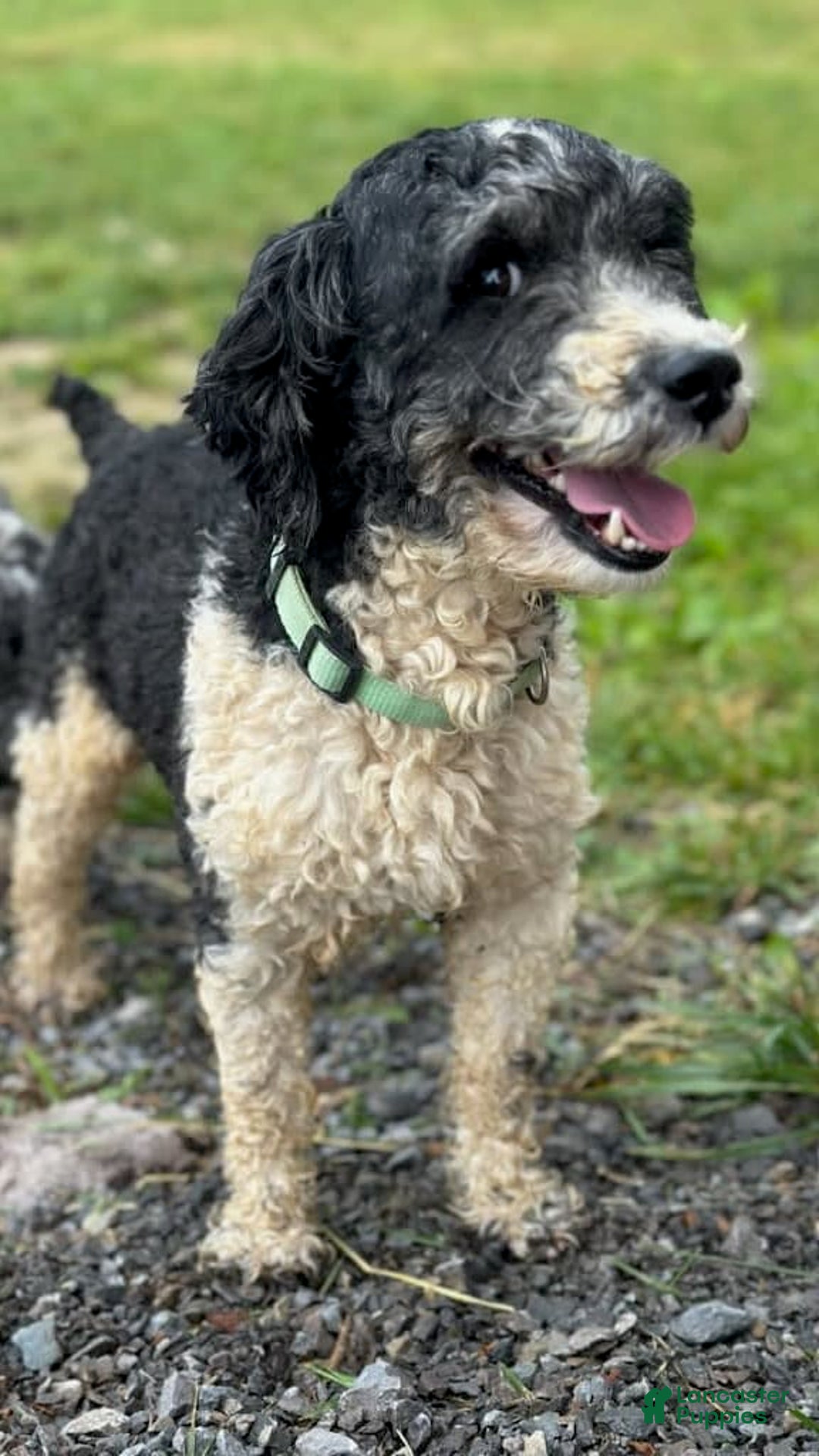 Aussiedoodle dogs for sale: Chip - Image 4