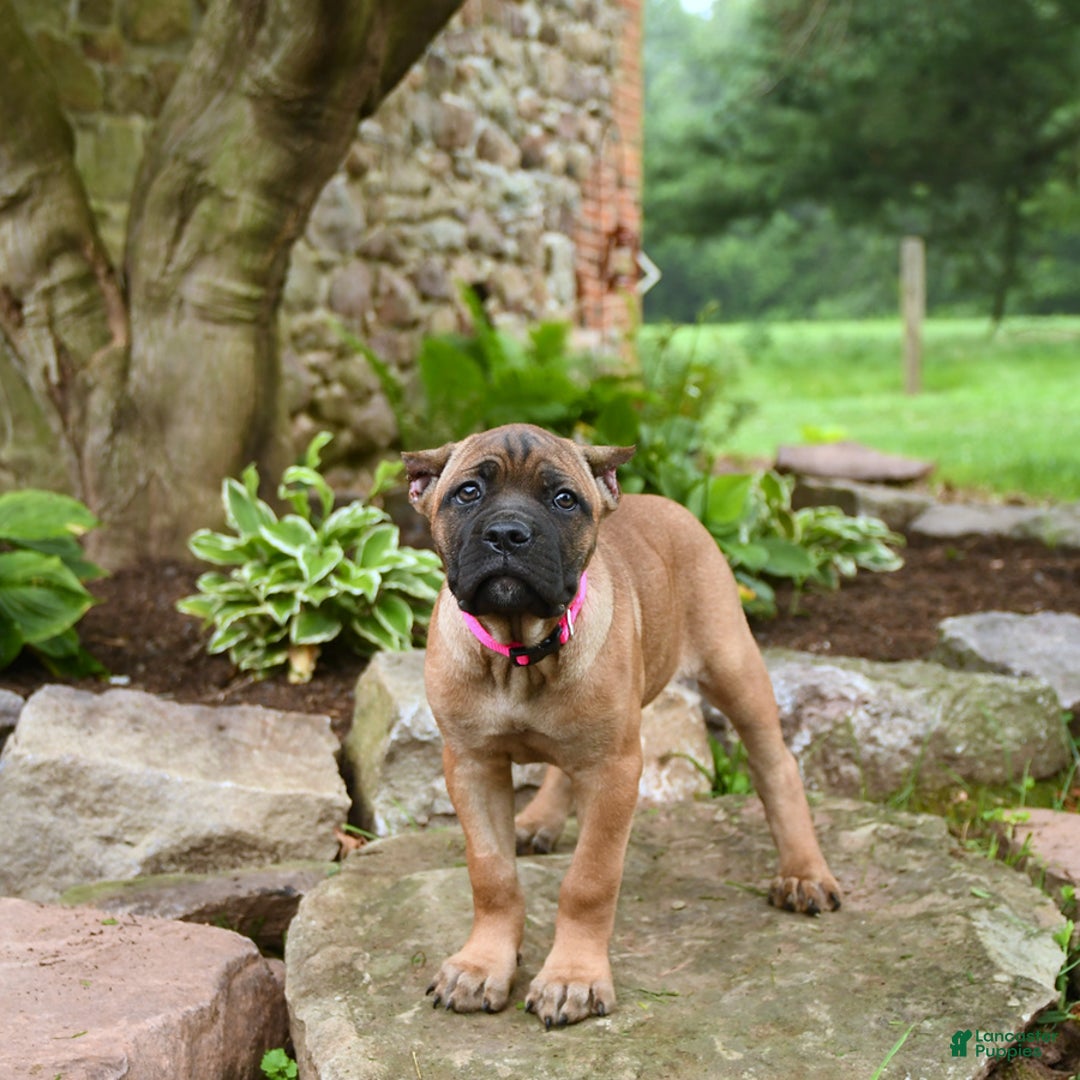 Cane Corso dogs for sale: Tessa - Image 3