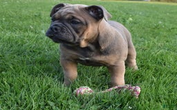 Olde English Bulldogge dogs for sale: Daisy - Image 5