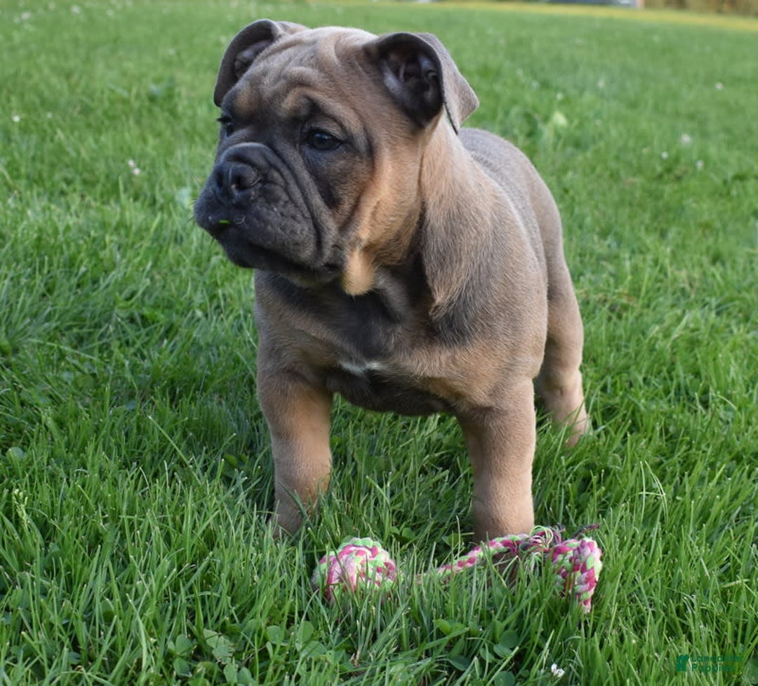 Olde English Bulldogge dogs for sale: Daisy - Image 5