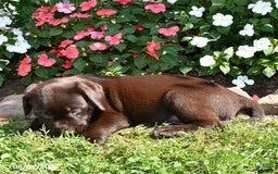 Labrador Retriever dogs for sale: Labrador Retriever 9 puppies - Image 43