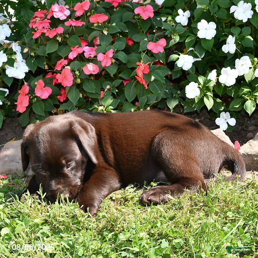 Labrador Retriever dogs for sale: Labrador Retriever 9 puppies - Image 43
