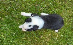 Border Collie dogs for sale: Rex - Image 5