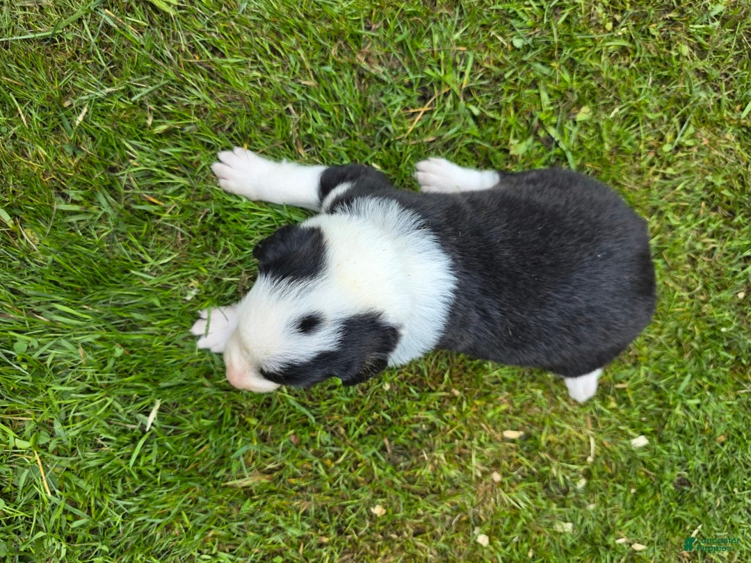 Border Collie dogs for sale: Rex - Image 5