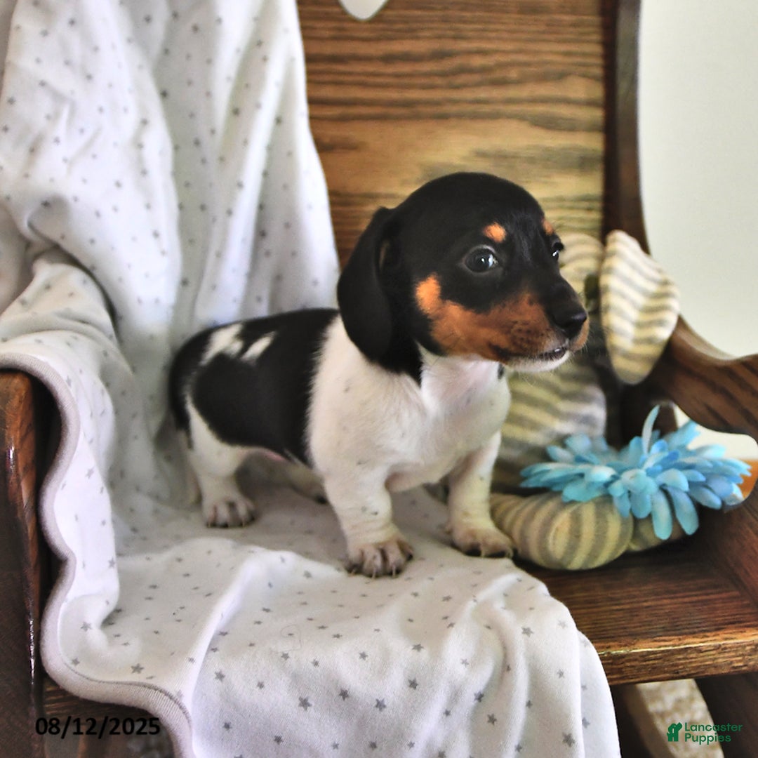 Miniature Dachshund dogs for sale: Tinker - Image 3