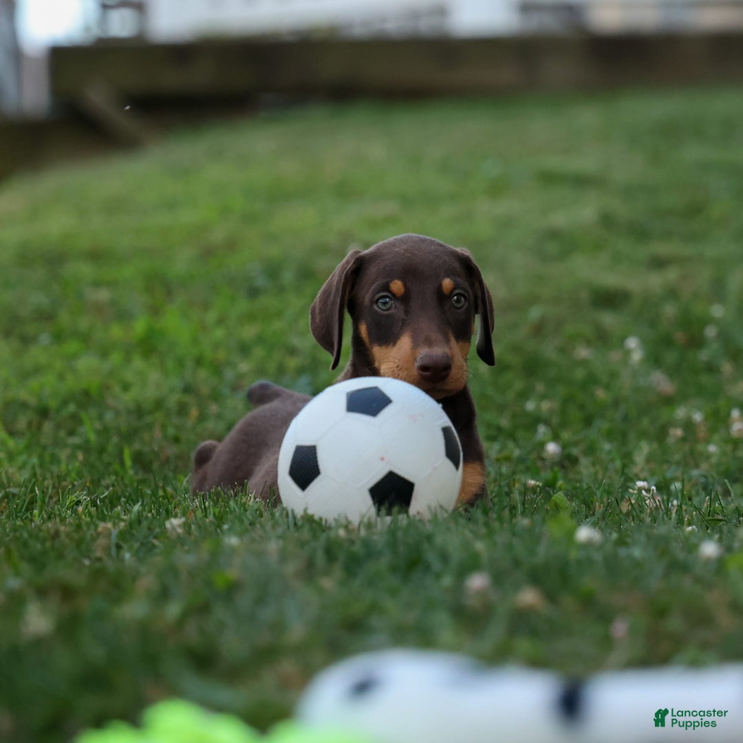 Doberman Pinscher dogs for sale: Dixie - Image 10