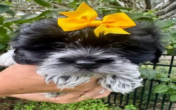 Maltipoo dogs for sale: Freckles - Image 2