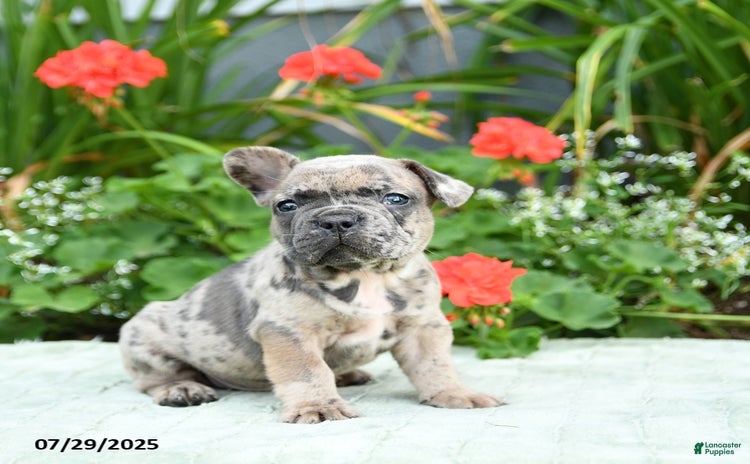 French Bulldog dogs for sale - Ad 3