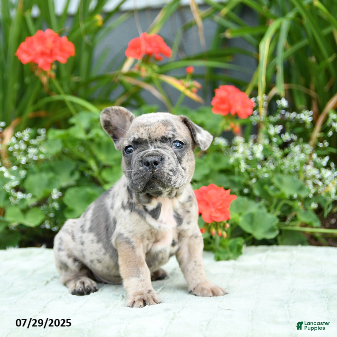 French Bulldog dogs for sale: Banjo - Image 1