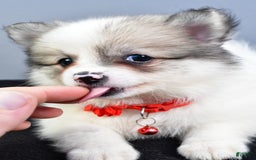 Pomeranian dogs for sale: Sophie - Image 2