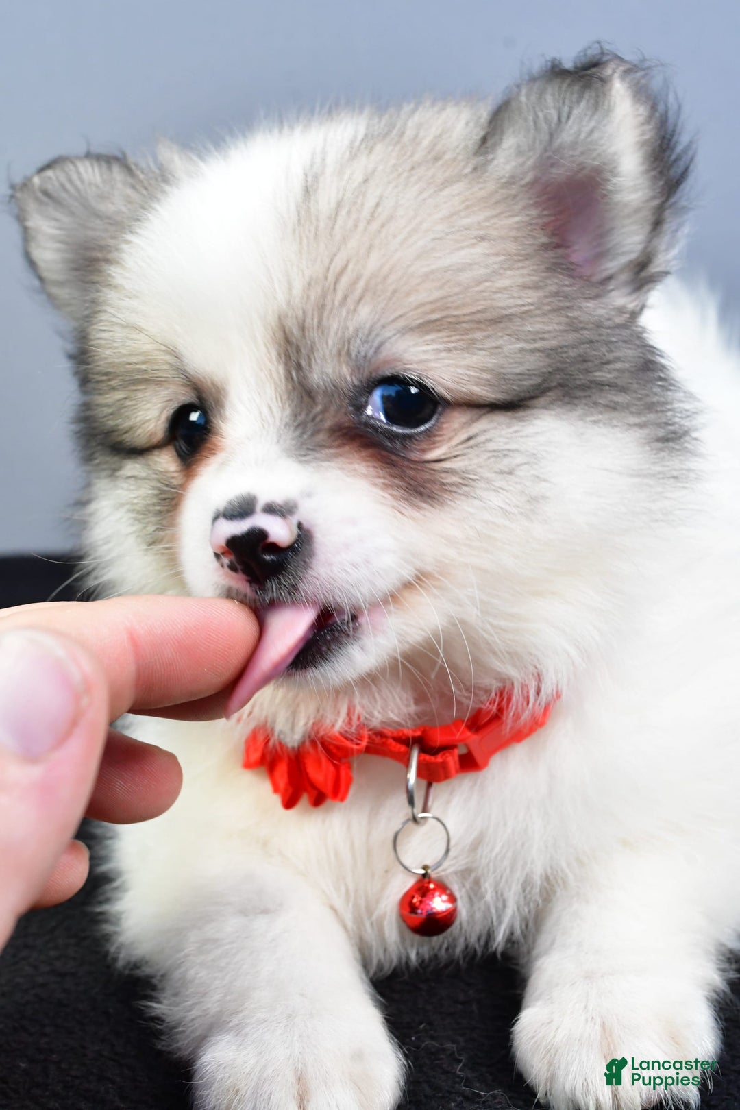 Pomeranian dogs for sale: Sophie - Image 2
