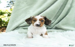 Miniature Dachshund dogs for sale: Pilot Special Needs - Image 5