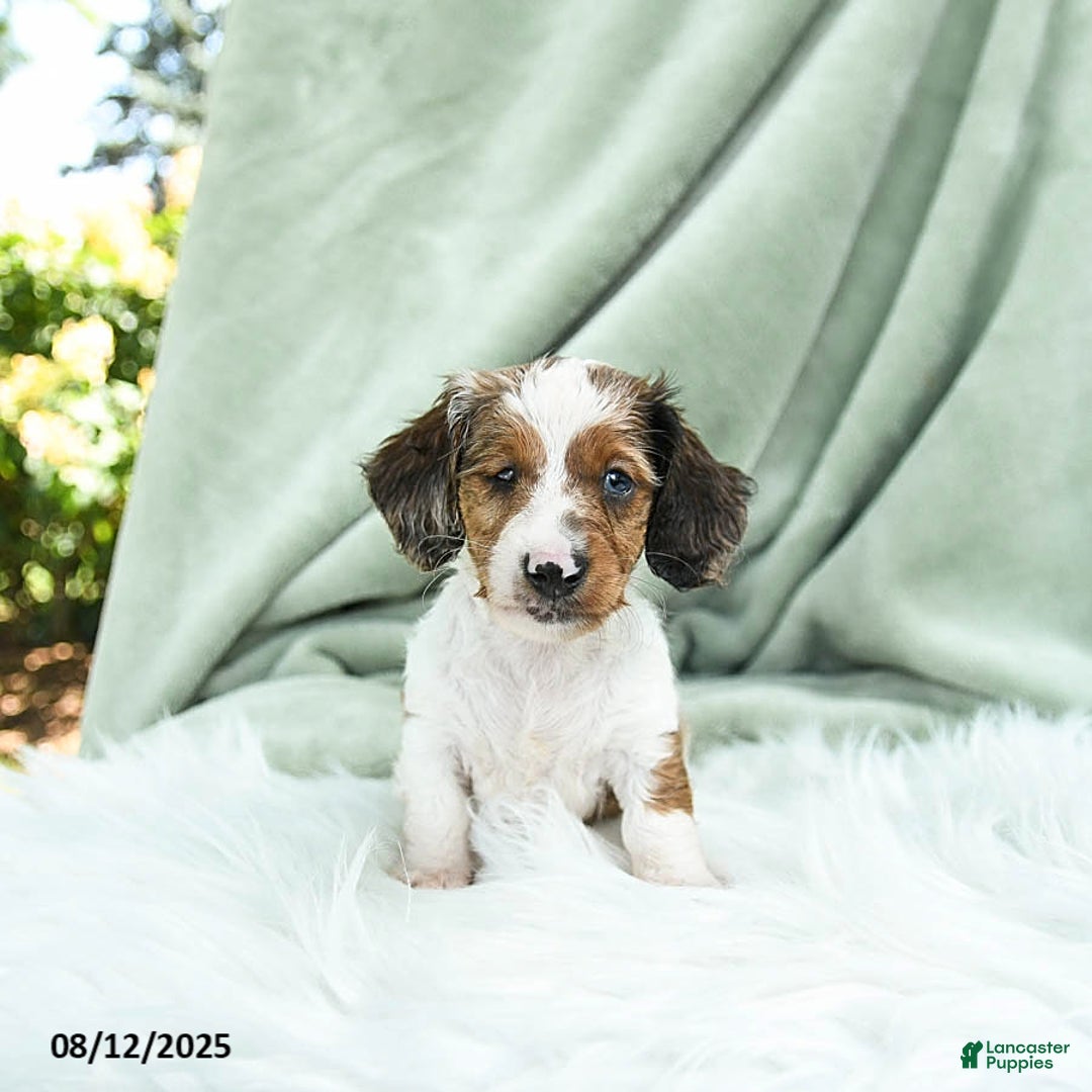 Miniature Dachshund dogs for sale: Pilot Special Needs - Image 5