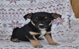 Welsh Corgi Pembroke dogs for sale: Lily - Image 2