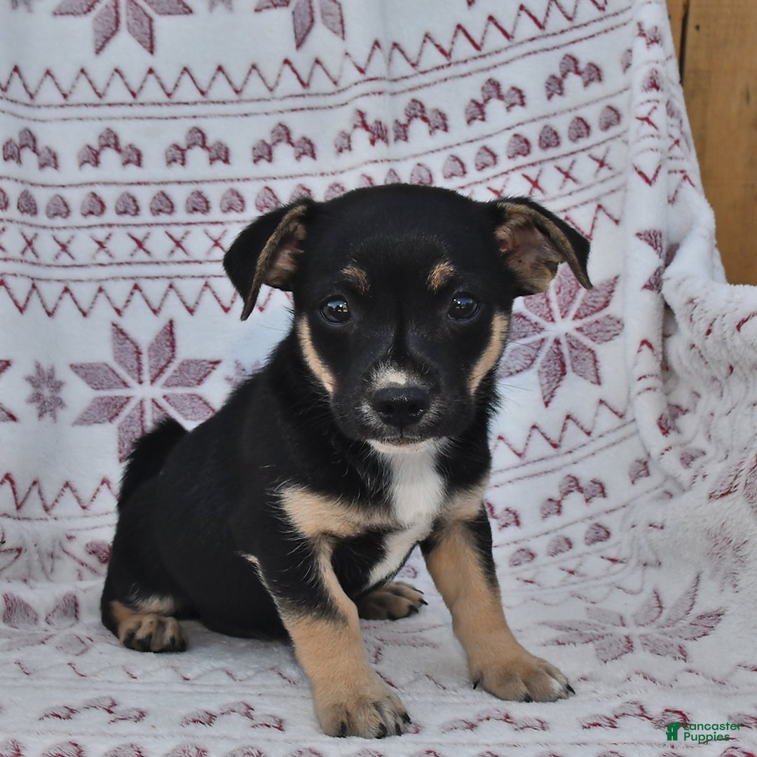 Welsh Corgi Pembroke dogs for sale: Lily - Image 2