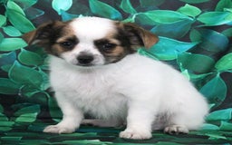 Chihuahua dogs for sale: Skeeter - Image 10