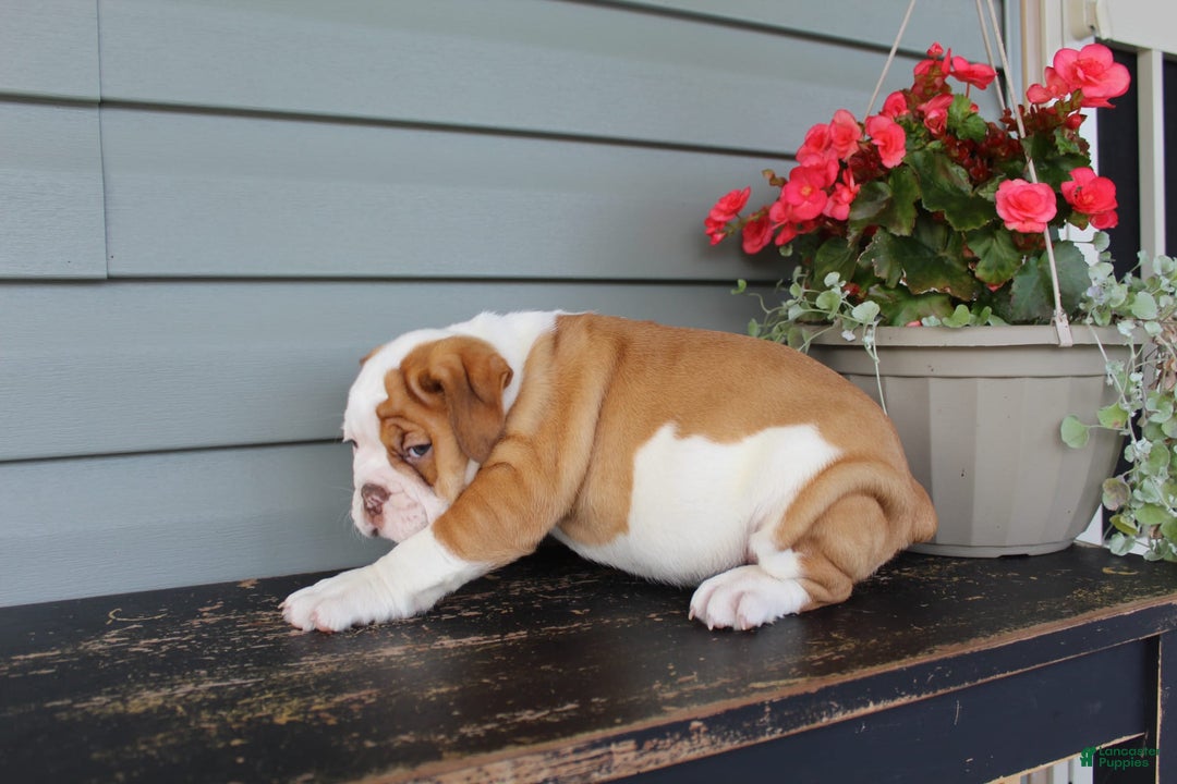 English Bulldog dogs for sale: Ruby - Image 7