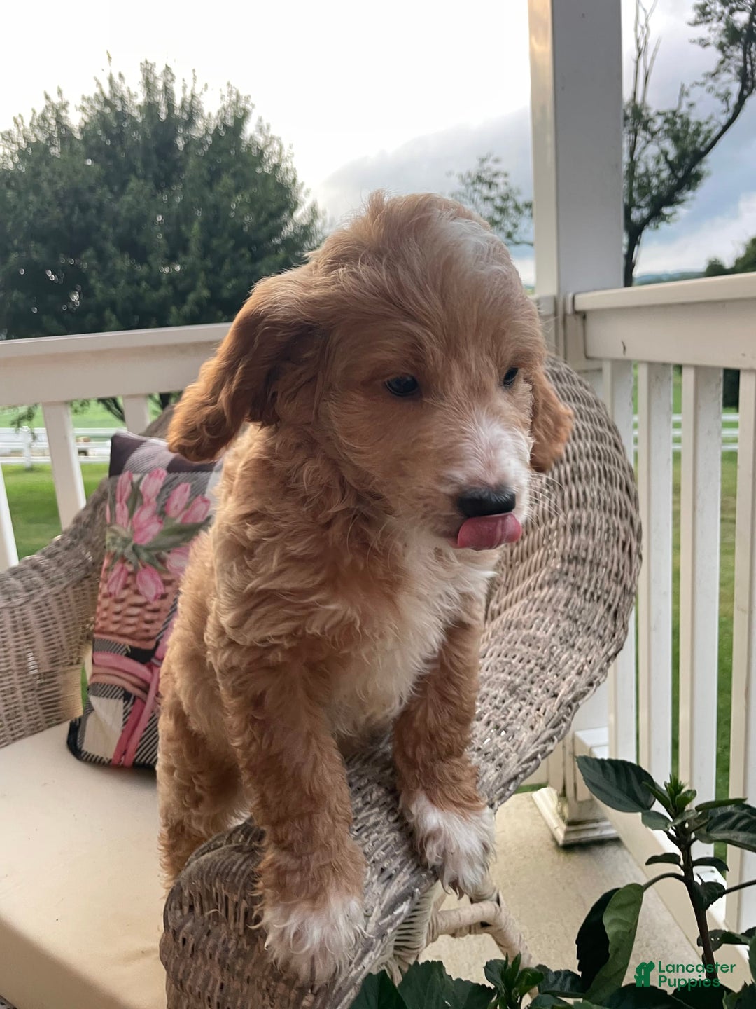 Mini Goldendoodle dogs for sale: Nacho - Image 5